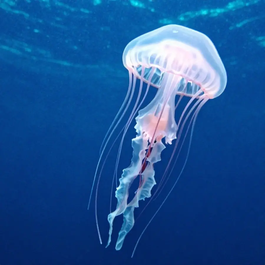 jelly fish symbolism